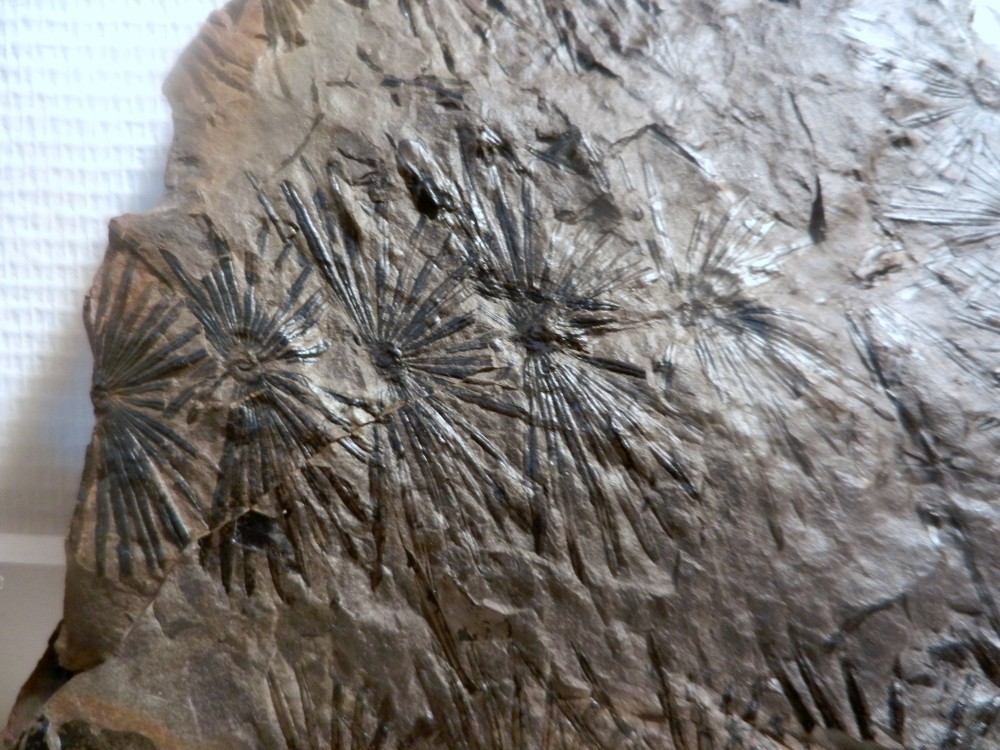 PHOTOS LM 2013 094.JPG