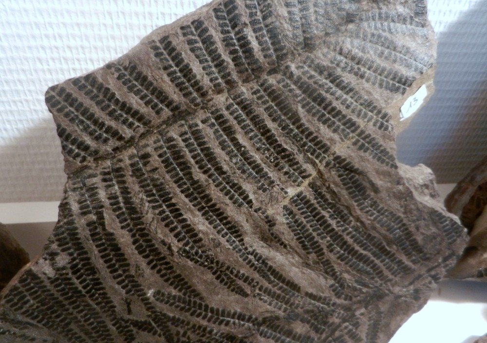 PHOTOS LM 2013 106.JPG