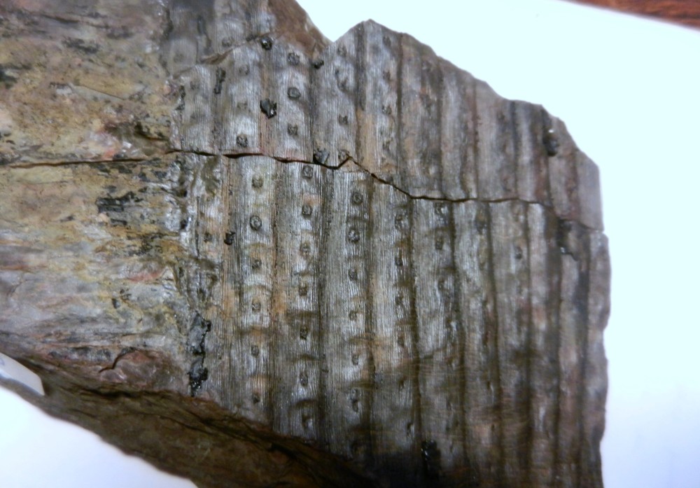 PHOTOS LM 2013 102.JPG