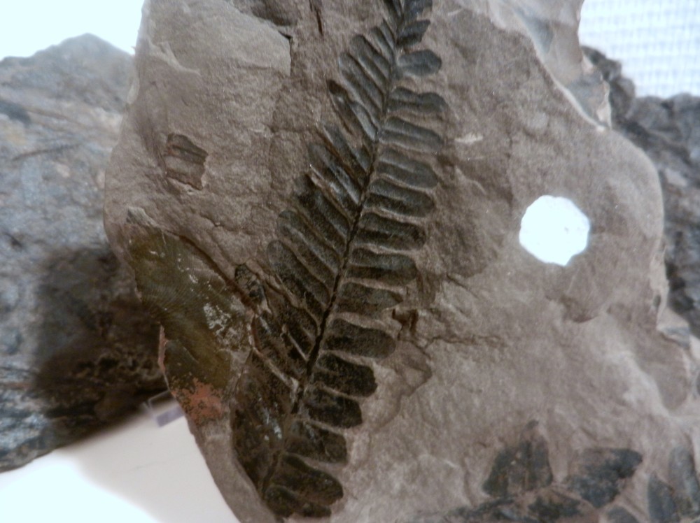 PHOTOS LM 2013 073.JPG