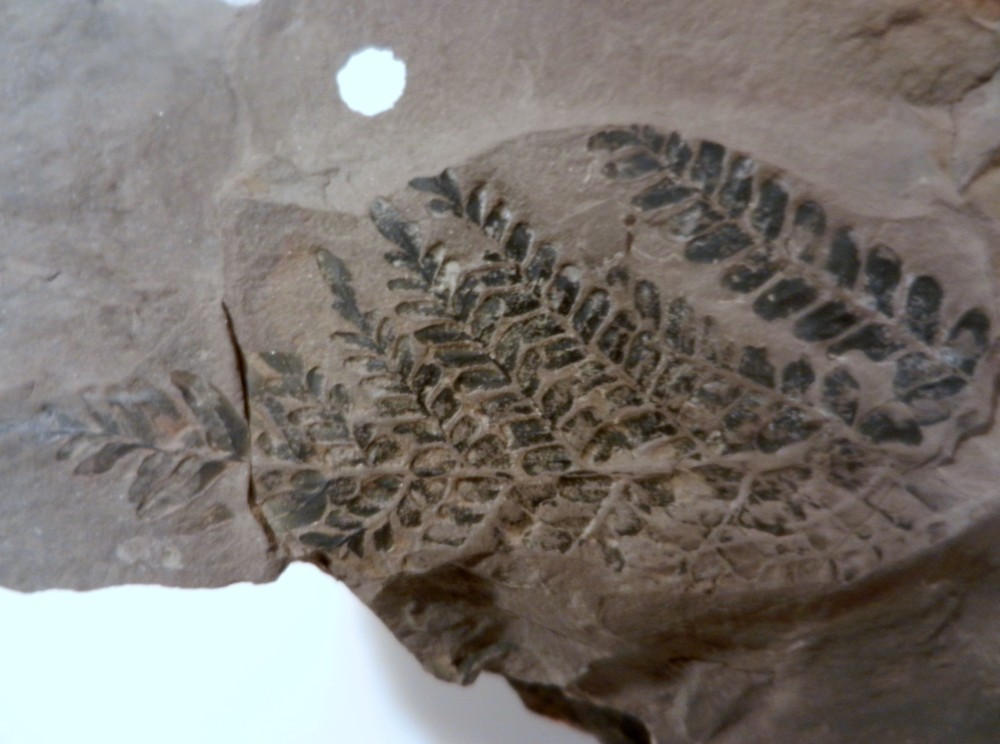 PHOTOS LM 2013 072.JPG