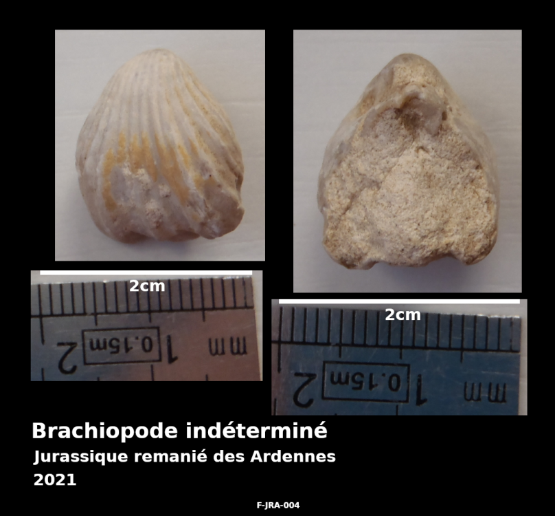 F-JRA-004-brachiopode.thumb.png.ef441391821f071acd17b91fad05c111.png