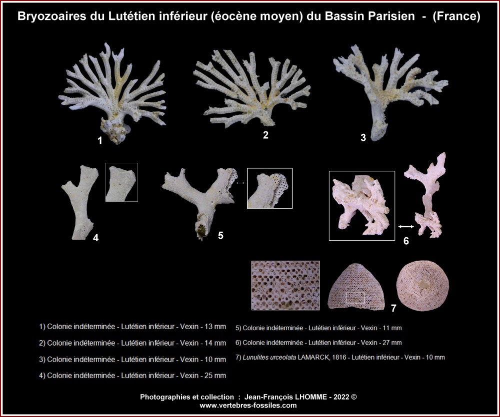 pl_bryozoaires_eocene_bp2.jpg