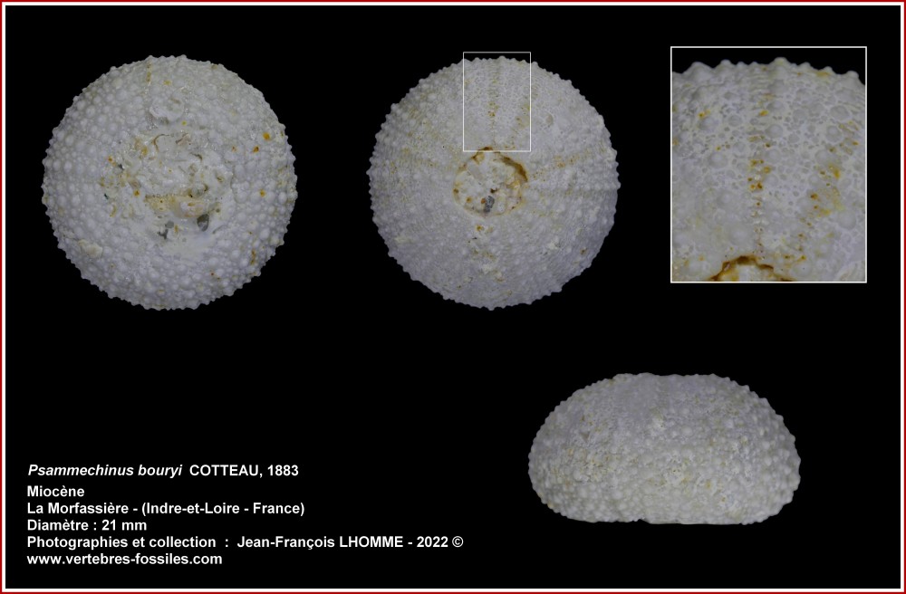 pl_psammechinus_bouryi2.jpg