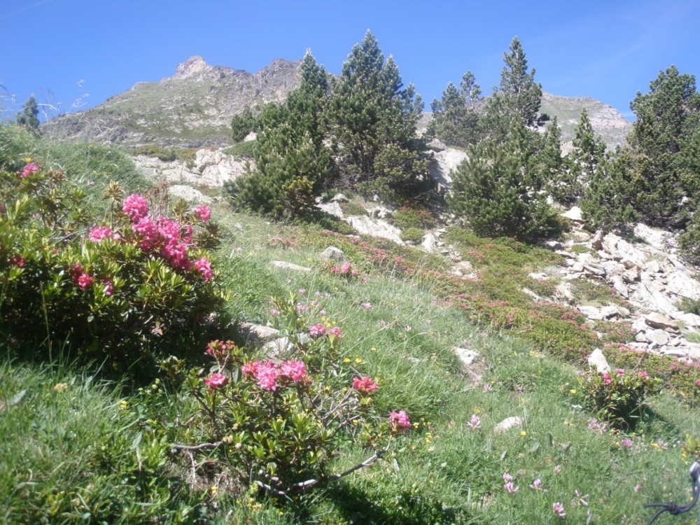 8 Des rhododendrons et quelques pins.JPG