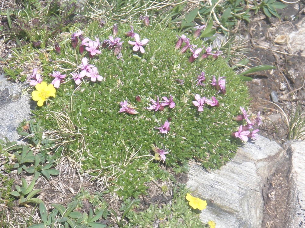 7 quelques petites fleurettes que je ne saurais pas nommer.JPG