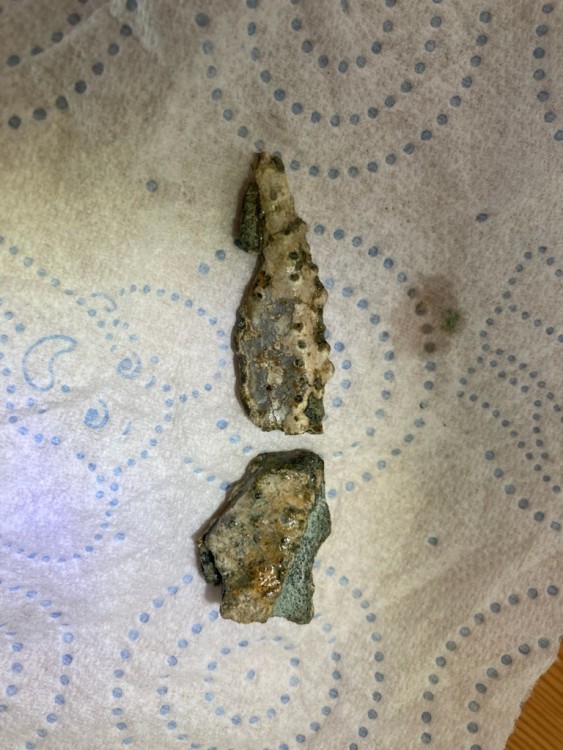 homard archaîque Palaeastacus.jpg