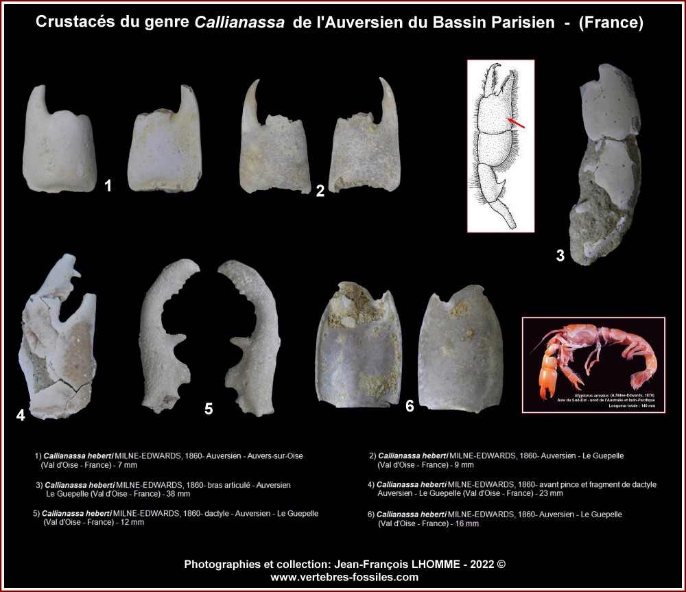 pl_callianassa_auversien_bp.jpg