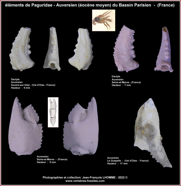 pl_paguridae_eocene_bp.jpg