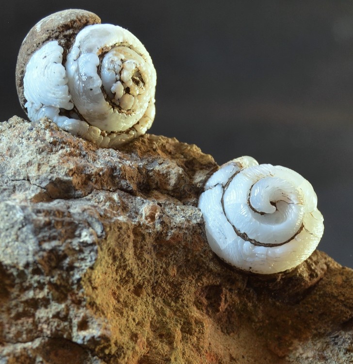 DSC_2459 - Copie.JPG