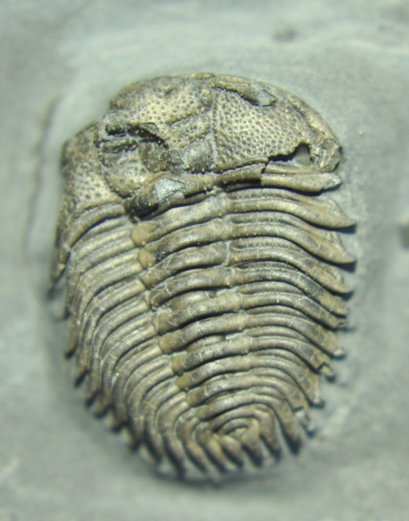 pliomerops12mm 1.jpg