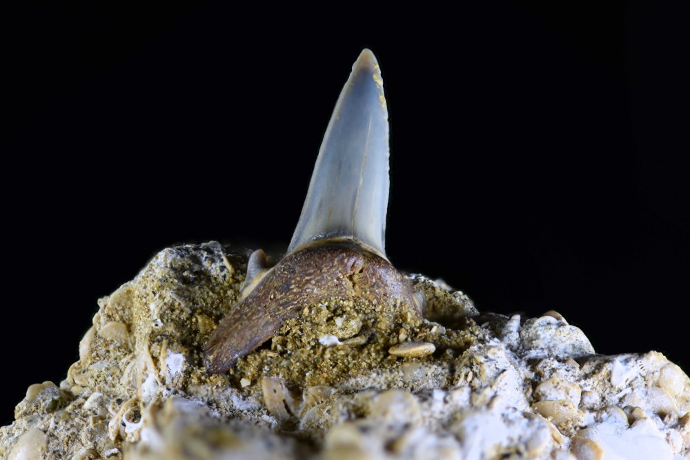 Odontaspis 2 s11.jpg