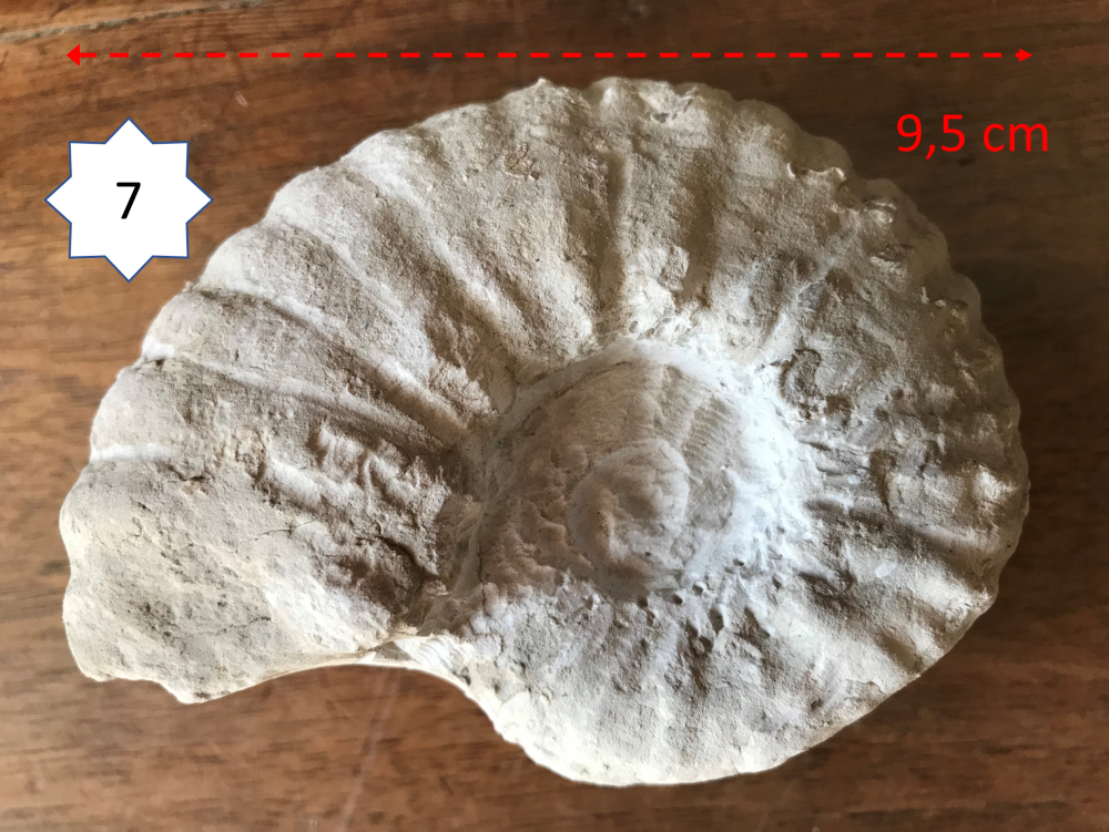 1393107900_Ammonite7.png