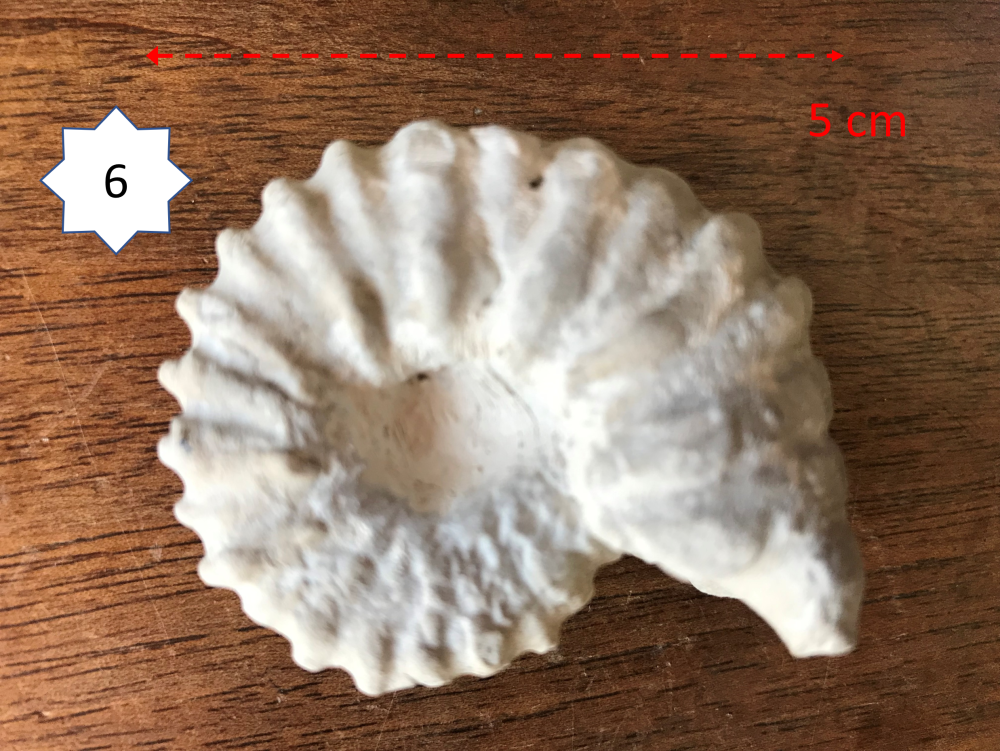 1829156867_Ammonite6.png