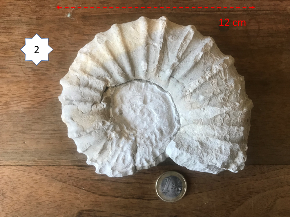 2064291511_Ammonite2.png