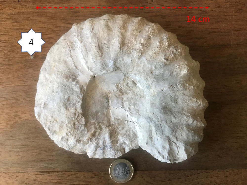 21351376_Ammonite4.png