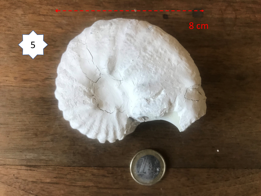 427009707_Ammonite5.png