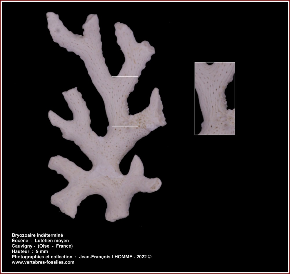 pl_bryozoaire_fercourt.jpg