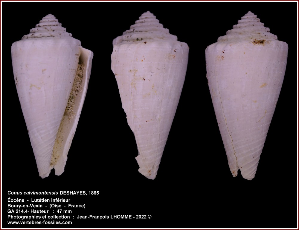 pl_conus_calvimontensis_boury.jpg