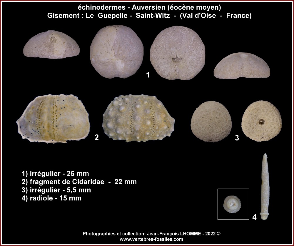 pl_echinoderme_guepelle2.jpg