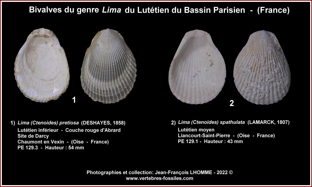 pl_lima_eocene_bp.jpg