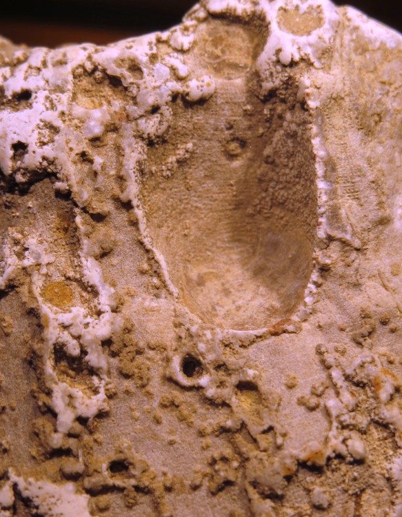 lithophage dans madrépore jurassique.JPG