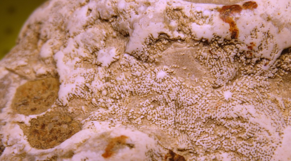 madrépore silicifié du jurassique.JPG