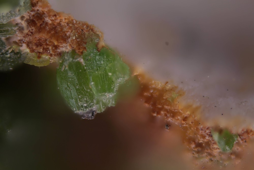 Pyromorphite St Calvi- X10 Dcr 250- tirs 36- pas 0.02mm- vitesse 1-50ème.jpg