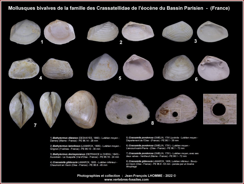 817565274_pl_crassatella_eocene_bp-Copie.jpg