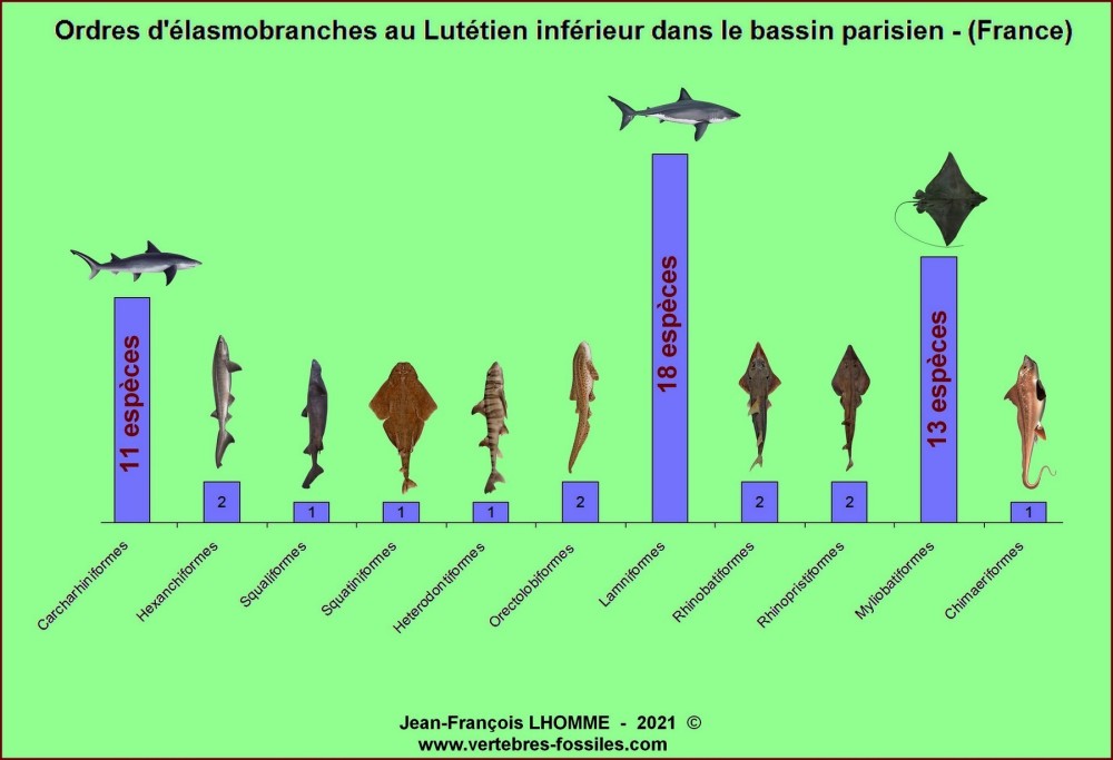 ordres_elasmob_lutinf.jpg