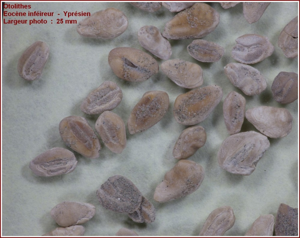 otolithes2.jpg