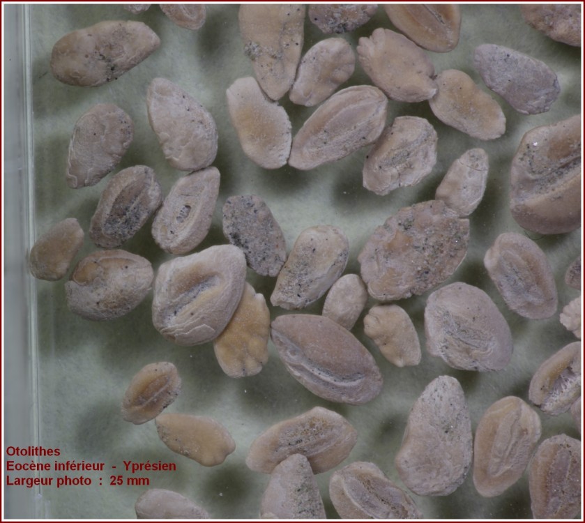 otolithes3.jpg