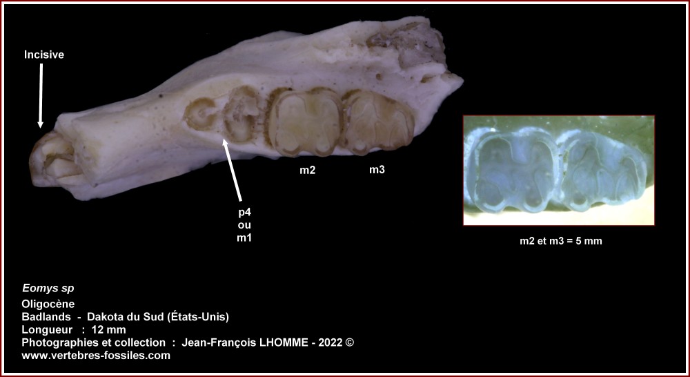 pl_eomys_sp_oligocene.jpg
