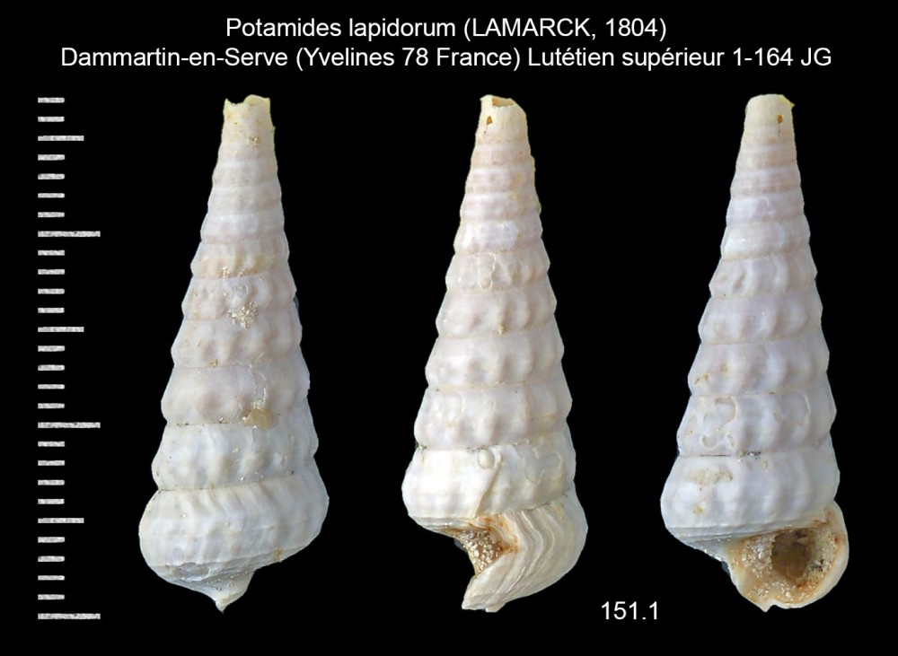 1188476642_Potamideslapidorum(LAMARCK1804)d.thumb.jpg.e9f90ec3930068d5fb93ab39ced24349.jpg