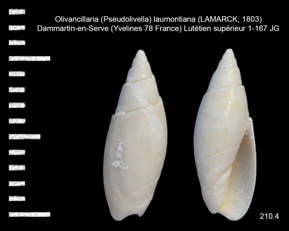 1201415057_Olivancillaria(Pseudolivella)laumontiana(LAMARCK1803).thumb.jpg.f2e7b28b53b28e6e3a993a68b063c597.jpg