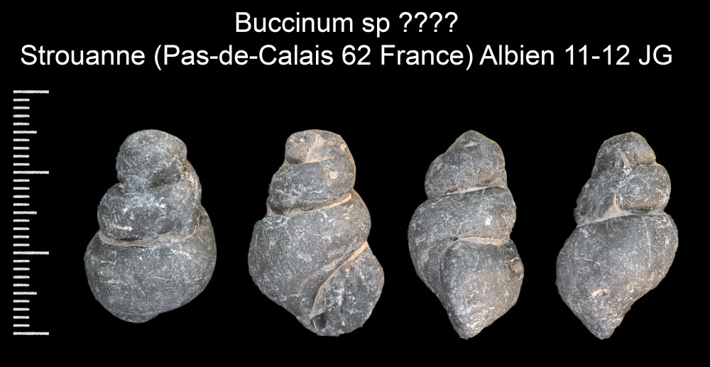 130929716_Buccinumsp.thumb.jpg.9ad5e0902900af42d3945bb7c42dd2c9.jpg