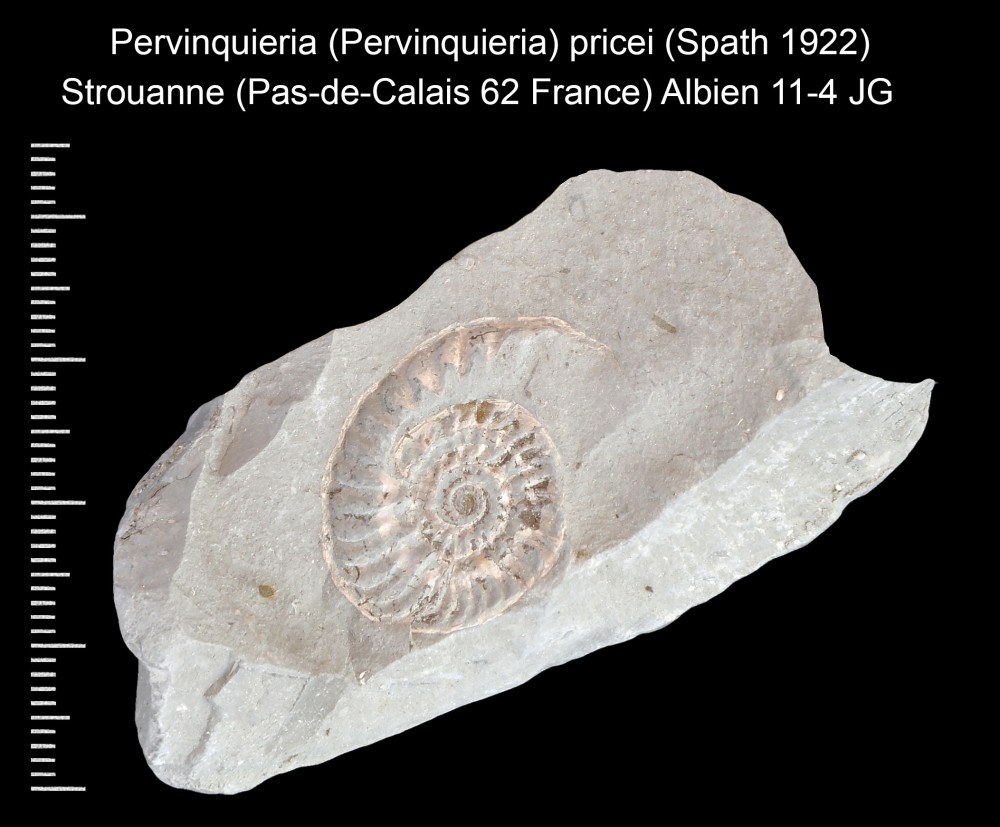 1396930217_Pervinquieria(Pervinquieria)pricei(Spath1922).thumb.jpg.d4085a3a2bedc0197b87607547ff0143.jpg