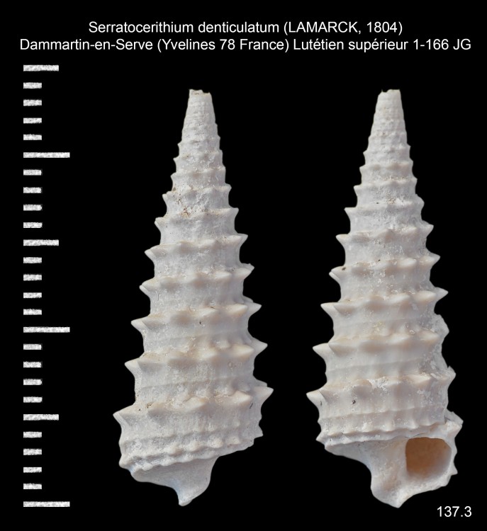 1399343440_Serratocerithiumdenticulatum(LAMARCK1804).thumb.jpg.9fb91b0b1e563fa9c18be7f57e57969d.jpg