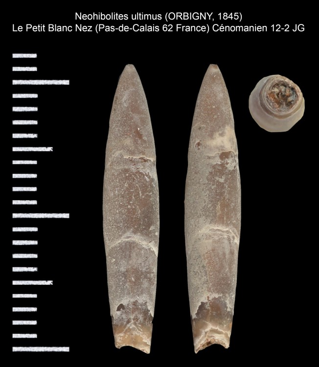 1434518599_Neohibolitesultimus(ORBIGNY1845).thumb.jpg.d12ac4a11b39a950bc4a216b8d3d1b8c.jpg