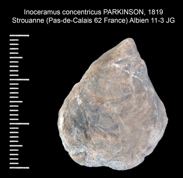 1472170740_InoceramusconcentricusPARKINSON1819.thumb.jpg.41aecf50747cccb9421ab9ecd6d46cb6.jpg