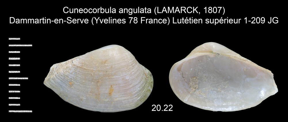 1612902975_Cuneocorbulaangulata(LAMARCK1807).thumb.jpg.4aa10769873dc967ae5cc4f84b32df1e.jpg