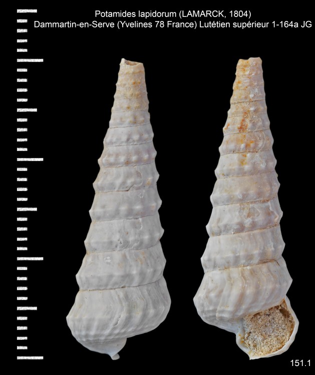 1659950955_Potamideslapidorum(LAMARCK1804)a.thumb.jpg.80894ca205d2dbc9c87b7c350f397a87.jpg