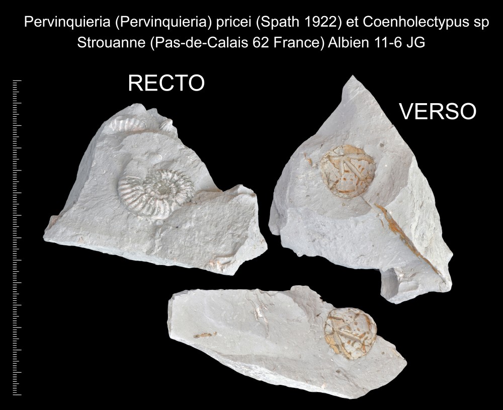 1681796595_Pervinquieria(Pervinquieria)pricei(Spath1922)etCoenholectypussp.thumb.jpg.04393225fe1e3487d1ce8c8a98d062e7.jpg