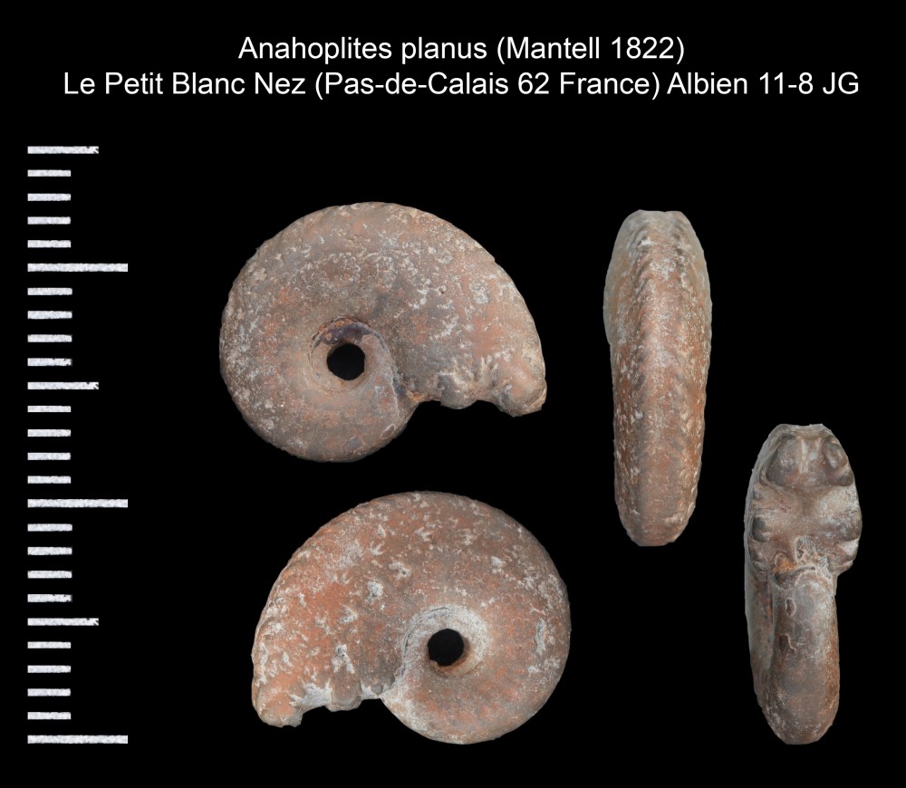 1690194721_Anahoplitesplanus(Mantell1822).thumb.jpg.3328ecc361e0a7c1311dea7640d3d635.jpg