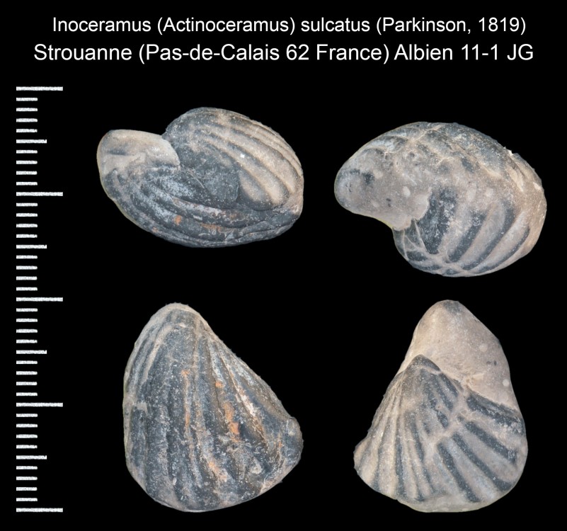 1838982046_Inoceramus(Actinoceramus)sulcatus(Parkinson1819).thumb.jpg.dc43c7084190a271be0f5960dd0dfc24.jpg