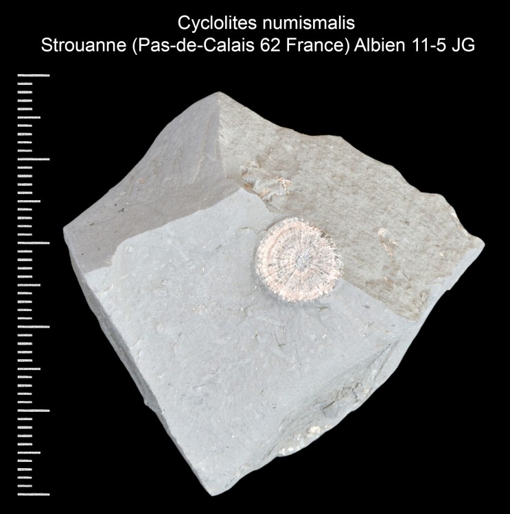 1842766720_Cyclolitesnumismalis.thumb.jpg.224c8826a40b9e05a433c6f5003e3de6.jpg