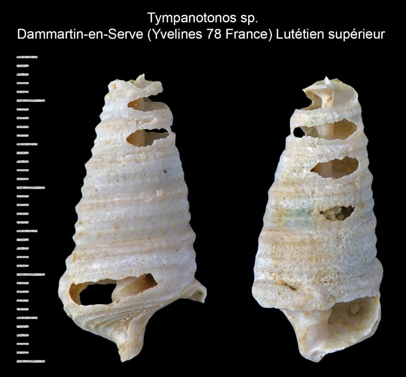 1877445078_Tympanotonossp.thumb.jpg.75c3967d7aedf4faafa2e1ed5ec43064.jpg