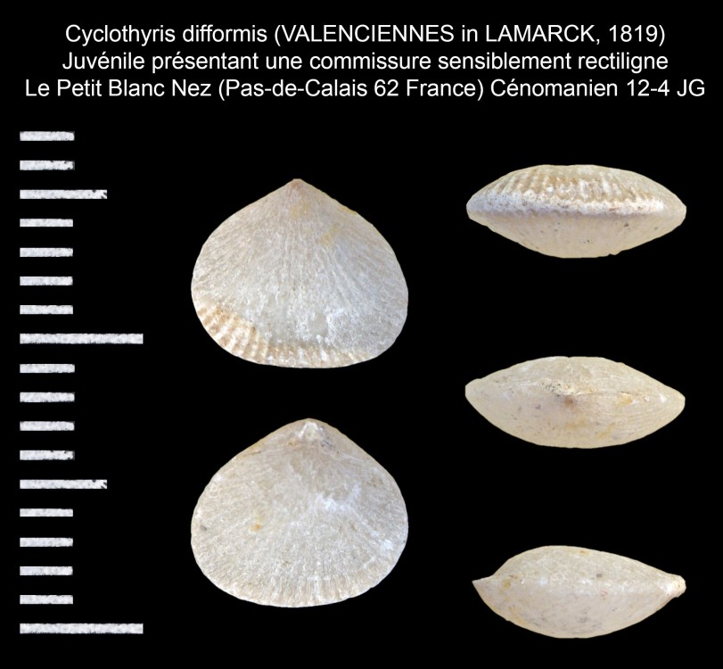1973226626_Cyclothyrisdifformis(VALENCIENNESinLAMARCK1819).thumb.jpg.882113bbffdbcc8e08c594b2f6588132.jpg