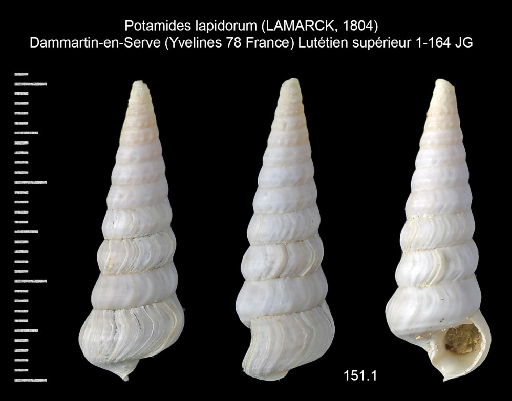 2043179497_Potamideslapidorum(LAMARCK1804)c.thumb.jpg.8a9bc5fc494ab4ea28dc341d3fa632f2.jpg