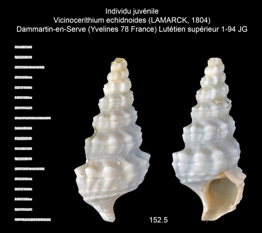 2086035979_Vicinocerithiumechidnoides(LAMARCK1804)c.thumb.jpg.35eba4384467ad66dd51aa8dd588039b.jpg